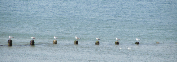 Cromer Gulls.jpg